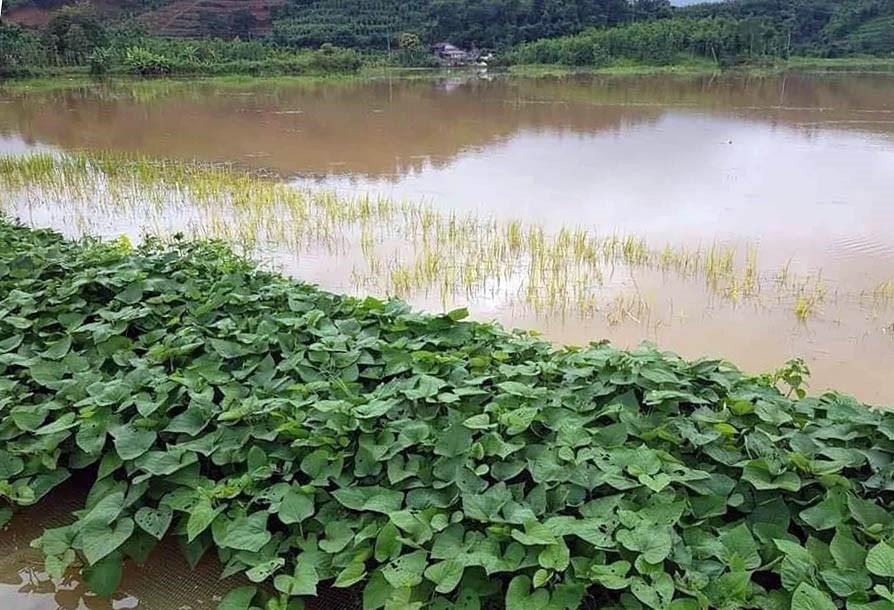 Nhiều diện tích hoa màu vụ Đông-Xuân của người dân bị ngập úng. (Ảnh: TTXVN phát)