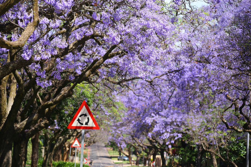 Các nhà khoa học nhận định hoa Jacaranda tại Nam Phi nở sớm hơn so với 100 năm trước do biến đổi khí hậu. Trung bình cứ sau 10 năm, mùa hoa lại đến sớm hơn khoảng 2,1 ngày. (Ảnh: Hồng Minh/TTXVN)