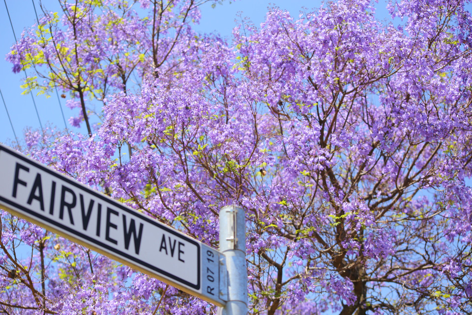 Thủ đô Pretoria còn được gọi là thành phố hoa phượng tím với khoảng 70.000 cây hoa nở rộ mỗi khi mùa Xuân về. (Ảnh: Hồng Minh/TTXVN)