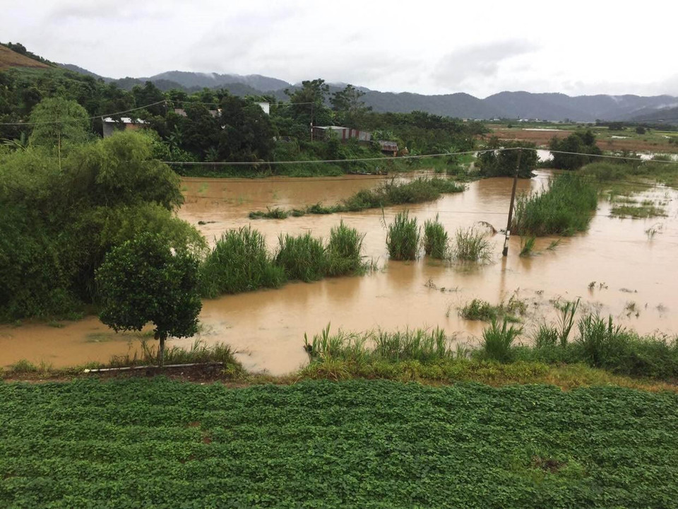 Nhiều diện tích cây trồng, hoa màu bị ngập úng. (Ảnh: TTXVN phát)