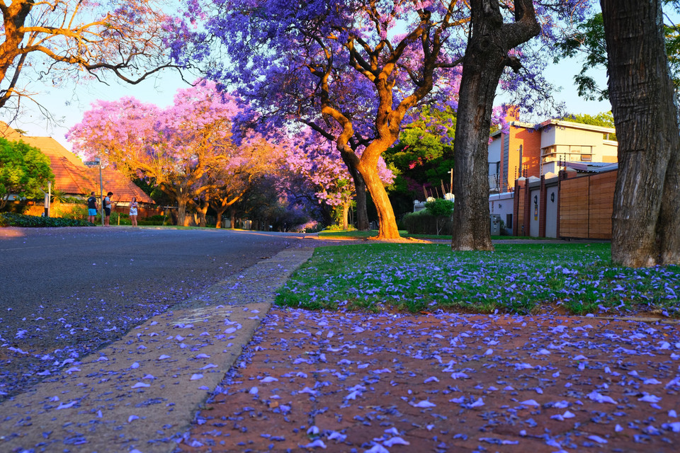 Những cánh hoa phượng tím trải thảm trên các vỉa hè, bãi cỏ. (Ảnh: Hồng Minh/TTXVN)