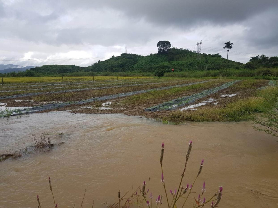 Toàn huyện Krông Nô có 11 hộ dân tại 2 thôn Phú Thịnh, Phú Tân (xã Đắk Nang) bị sạt lở với diện tích khoảng 1.500m2; hơn 41ha cây trồng, hoa màu bị ngập úng; cầu Đắk Sôr (xã Đắk Sôr) bị ngập sâu khoảng 70cm, gây ảnh hưởng cho trên 300 hộ dân; 2 đoạn thuộc tuyến Quốc lộ 28 bị ngập nước với chiều dài khoảng 110m; tuyến Tỉnh lộ 4B, đoạn qua xã Quảng Phú có 2 điểm sạt lở mái ta luy dương. (Ảnh: TTXVN phát)