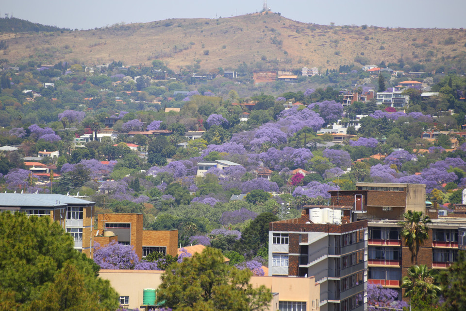 Thủ đô Pretoria nhìn từ đỉnh đồi Meintjieskop. Ước tính hiện nay có khoảng 70.000 cây hoa Jacaranda ở thủ đô Pretoria. (Ảnh: Hồng Minh/TTXVN)