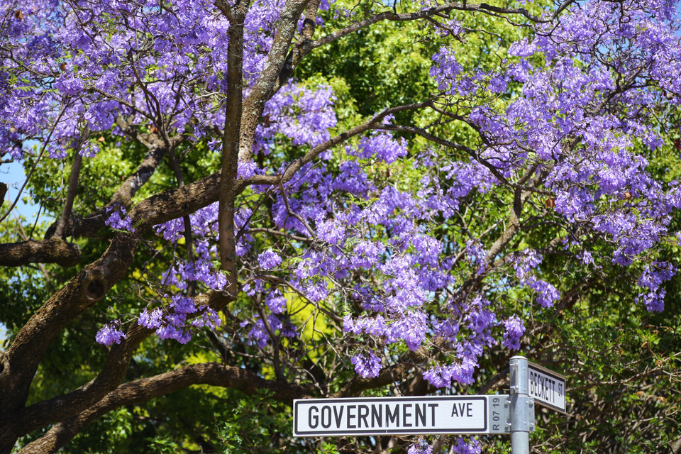 Sắc hoa tạo nên một khung cảnh lãng mạn trong thời tiết mát dịu của mùa Xuân. (Ảnh: Hồng Minh/TTXVN)