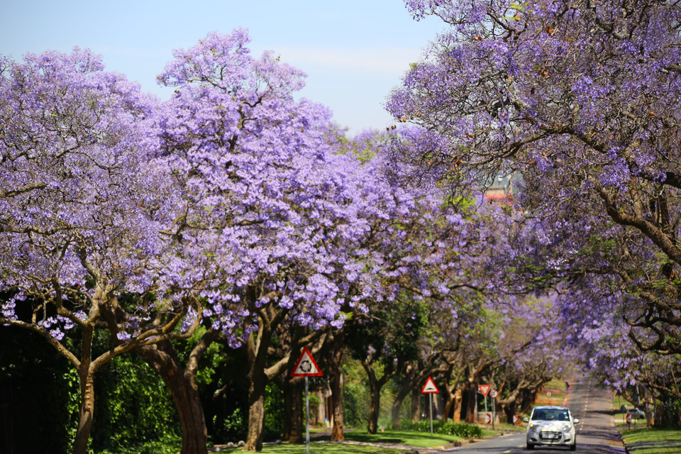 Jacaranda trở nên phổ biến đến mức được trồng rất nhiều trên các đường phố, công viên, trường học và các khu thương mại trung tâm ở Pretoria và Johannesburg. (Ảnh: Hồng Minh/TTXVN)