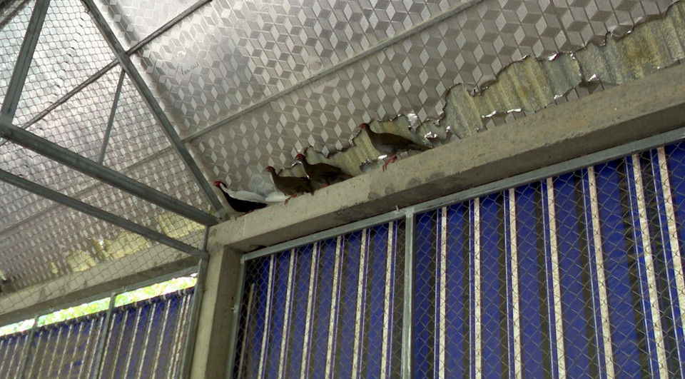 Đến thời điểm này, kiểm lâm viên đã phát hiện 5 cá thể gà lôi trắng và gà tiền mặt vàng tại tiểu khu. (Ảnh: Nguyễn Nam/TTXVN)