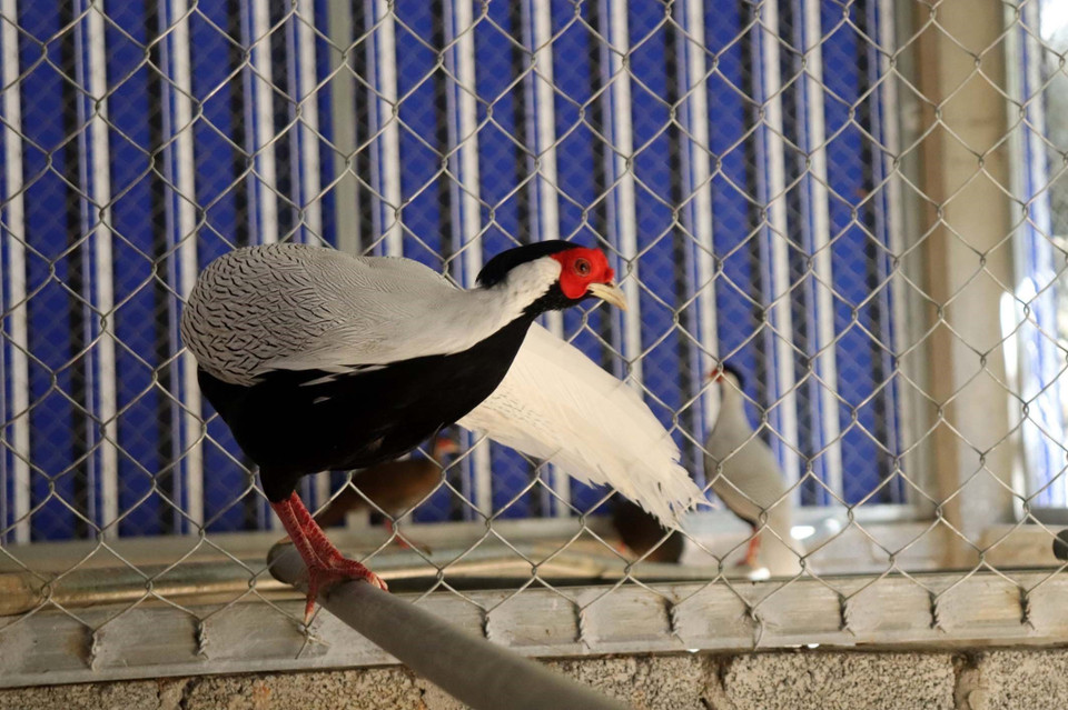 Hiện, Ban quản lý Khu bảo tồn thiên nhiên Pù Hu đã nuôi thử nghiệm được 100 cá thể gà lôi trắng trong khu bảo tồn. (Ảnh: Nguyễn Nam/TTXVN)