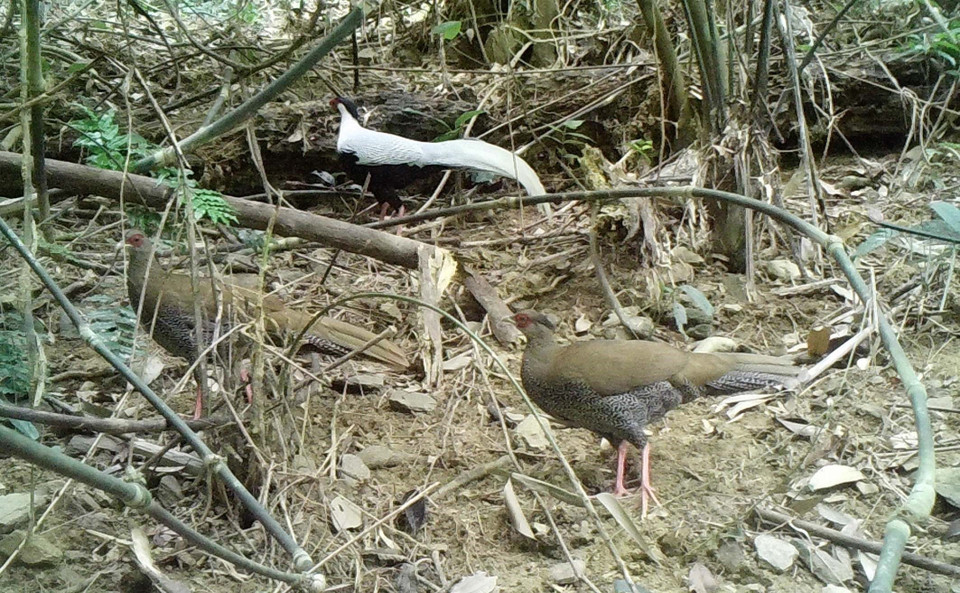 Phát hiện các loài gà quý hiếm tại Khu bảo tồn thiên nhiên Pù Hu. (Ảnh: Nguyễn Nam/TTXVN)