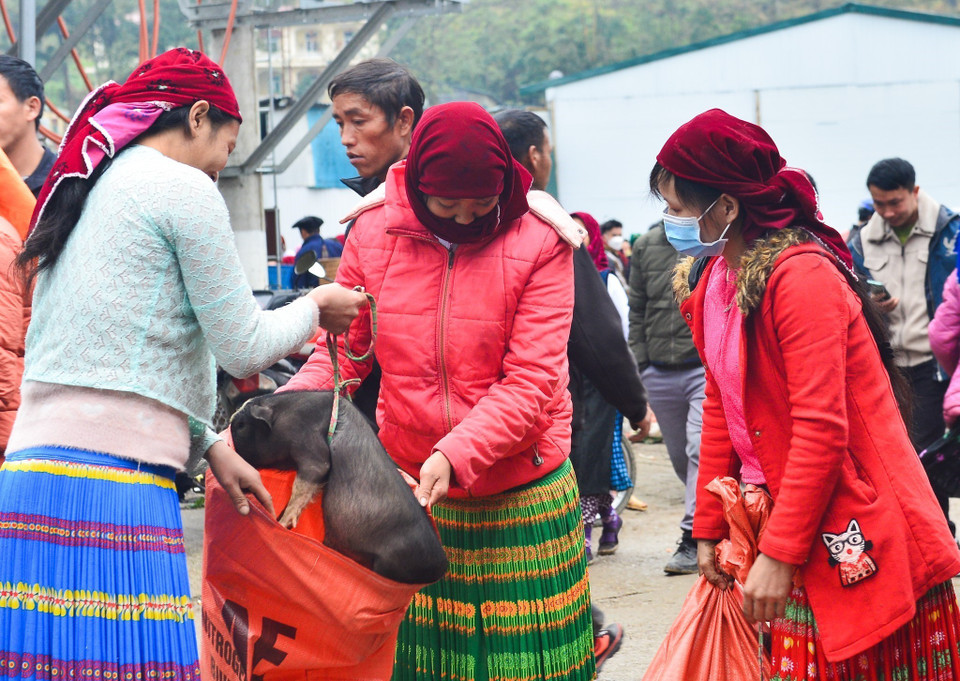 Bà con dân tộc mua bán lợn tại chợ phiên Mèo Vạc (Mèo Vạc, Hà Giang). (Ảnh: Nam Thái/TTXVN)