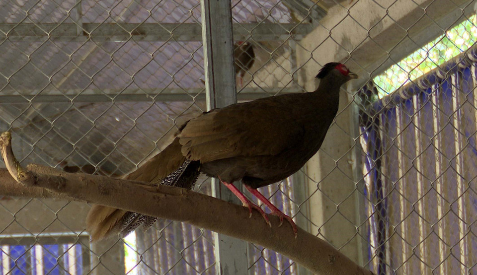 Các loài gà được nuôi thử nghiệm tại chuồng nuôi của Khu bảo tồn thiên nhiên Pù Hu. (Ảnh: Nguyễn Nam/TTXVN)