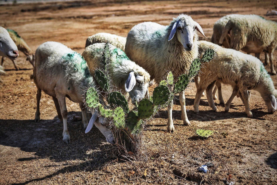 Đàn cừu được chăn thả tìm kiếm thức ăn là những cây cỏ chết khô, xương rồng... còn lại trên các cánh đồng khát cháy của huyện Thuận Nam. (Ảnh: TTXVN)