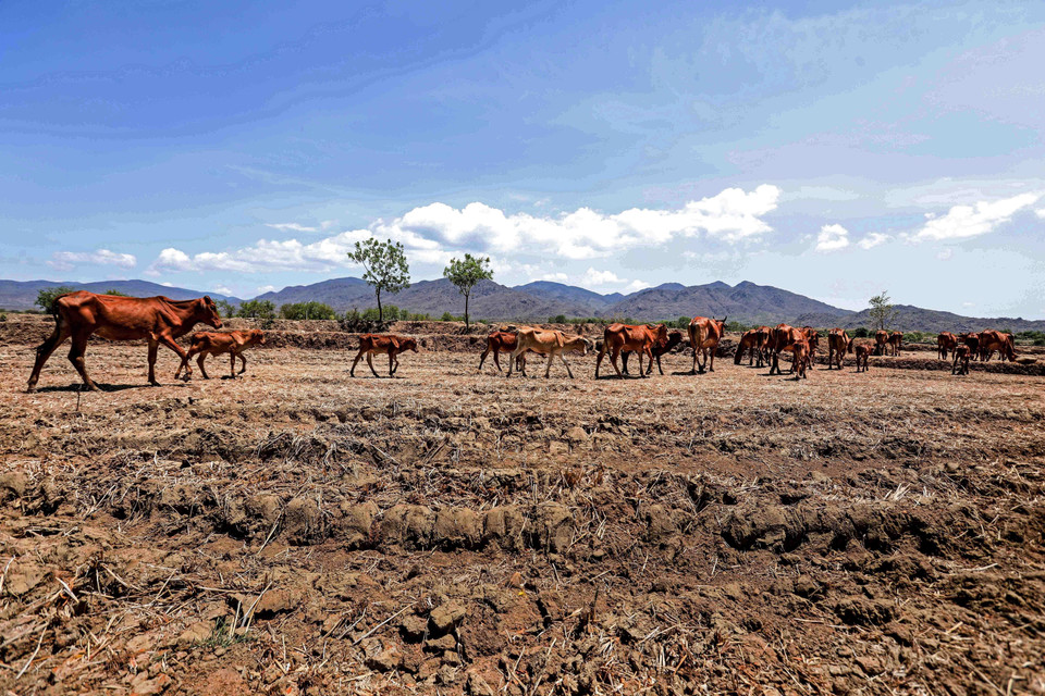 Đàn bò của người dân huyện Thuận Nam kiếm ăn trên đồng ruộng khô cằn bỏ hoang do ảnh hưởng của hạn hán kéo dài. (Ảnh: TTXVN)