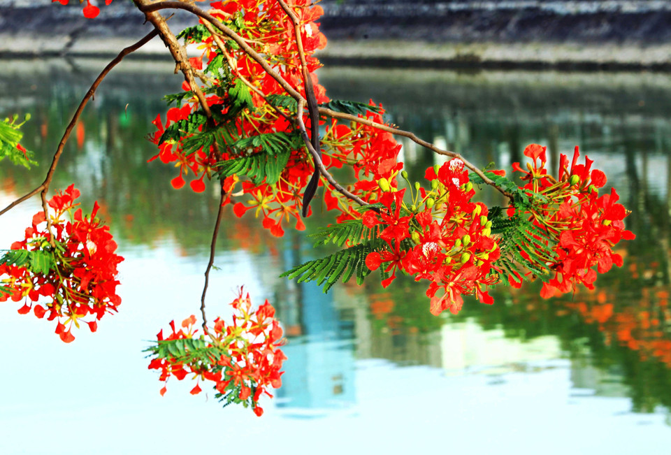 Vào dịp tháng Năm về, mọi ngả đường thành phố Hải Phòng lại rợp trời hoa phượng nở. (Ảnh: An Đăng/TTXVN)
