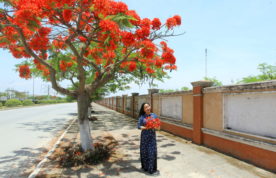 Tháng Năm là khoảng thời gian thành phố cảng bừng lên vẻ đẹp đặc trưng nhất của màu hoa phượng đỏ. (Ảnh: An Đăng/TTXVN)