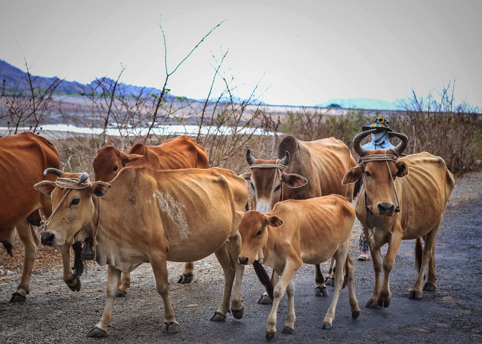 Đàn bò của người dân huyện Bác Ái gần dơ xương do ảnh hưởng của hạn hán. (Ảnh: TTXVN)
