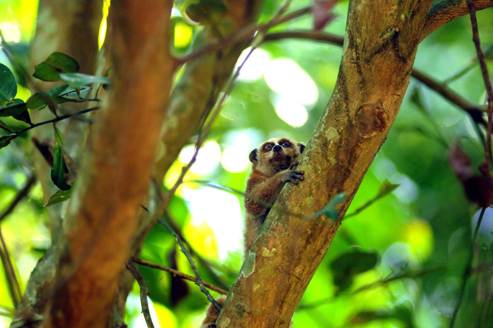 Cá thể cu li sau khi được thả về với tự nhiên rất nhanh nhẹn, khỏe mạnh, hòa nhập tốt với môi trường. (Ảnh: Quang Quyết/TTXVN)