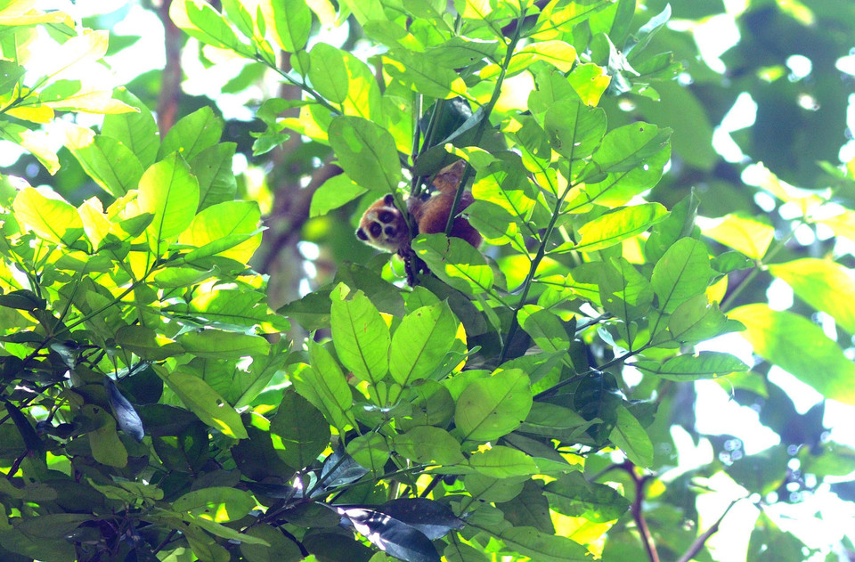 Cá thể cu li sau khi được thả về với tự nhiên rất nhanh nhẹn, khỏe mạnh, hòa nhập tốt với môi trường. (Ảnh: Quang Quyết/TTXVN)