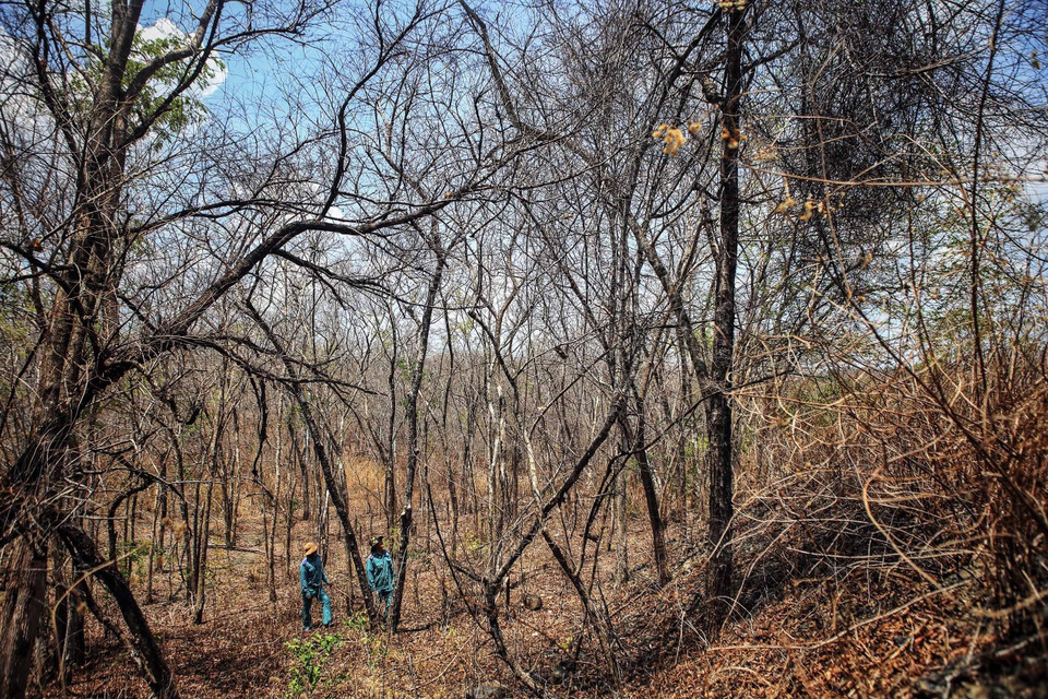 Nhiều diện tích rừng tại huyện Ninh Sơn khô cháy trong đợt hạn hán kéo dài. (Ảnh: TTXVN)