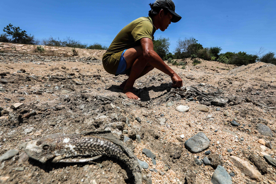 Những con cá chết khô giữa dòng sông Lu, huyện Thuận Nam do hạn hán kéo dài. (Ảnh: TTXVN)