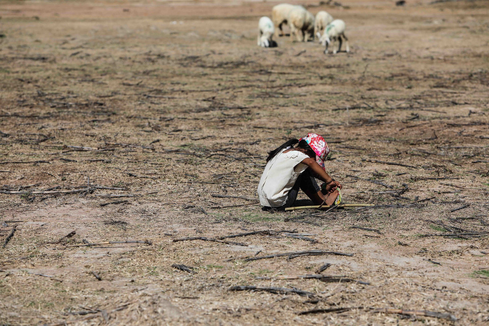 Một em bé chăn cừu nơi vùng hạn cấp 4 Thuận Nam bất lực trước đàn cừu không có thức ăn do hạn hán kéo dài. (Ảnh: TTXVN)