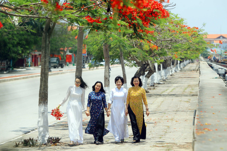 Vào dịp tháng Năm về, mọi ngả đường thành phố Hải Phòng lại rợp trời hoa phượng nở. (Ảnh: An Đăng/TTXVN)