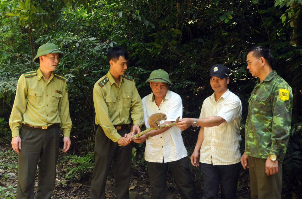 Cán bộ Hạt Kiểm lâm huyện Phù Yên phối hợp với chính quyền xã Gia Phù tổ chức thả cá thể cu li về với tự nhiên. (Ảnh: Quang Quyết/TTXVN)