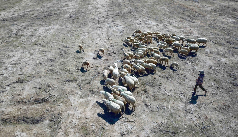 Đàn cừu của người dân huyện Thuận Nam kiếm ăn trên đồng ruộng khô cằn bỏ hoang do ảnh hưởng của hạn hán kéo dài. (Ảnh: TTXVN)