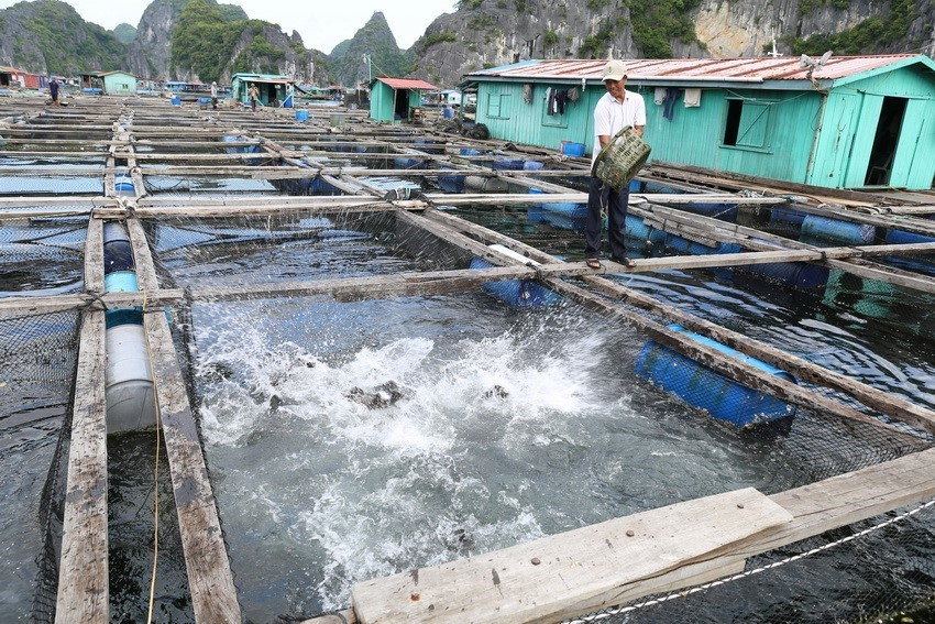 Phát triển nuôi trồng, chế biển thuỷ hải sản là một thế mạnh trong phát triển kinh tế biển của Hải Phòng. (Ảnh: Vũ Sinh/TTXVN)