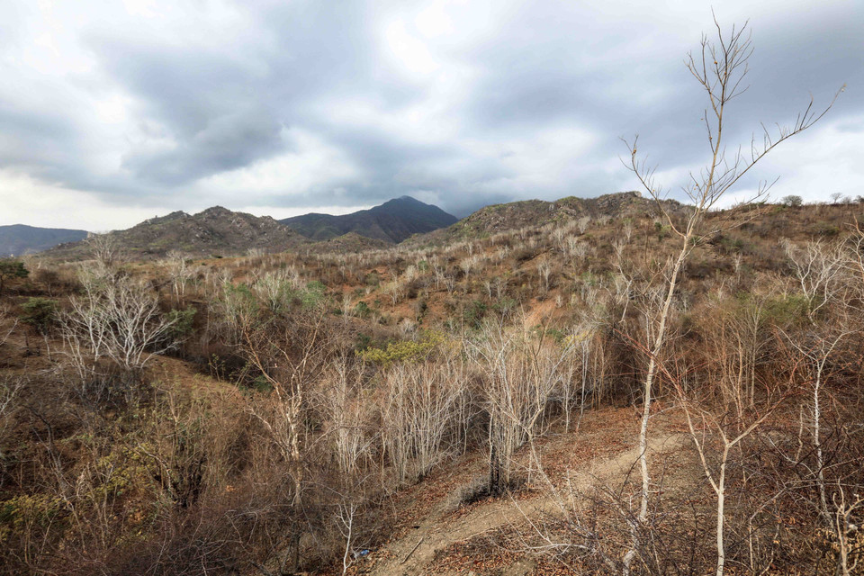 Nhiều diện tích rừng tại huyện Thuận Nam khô cháy trong đợt hạn hán kéo dài. (Ảnh: TTXVN)