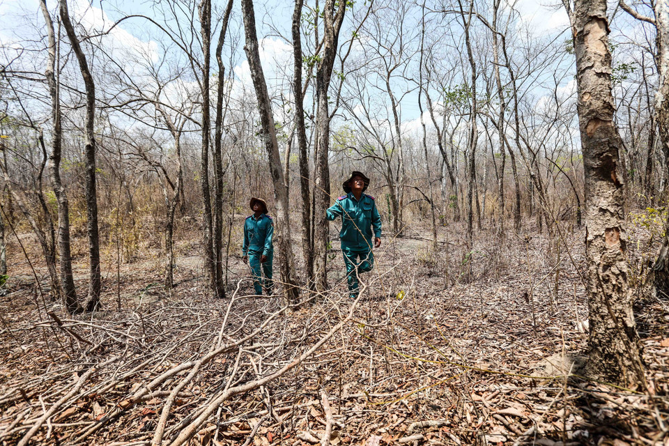 Nhiều diện tích rừng tại huyện Ninh Sơn khô cháy trong đợt hạn hán kéo dài. (Ảnh: Thành Đạt/TTXVN)