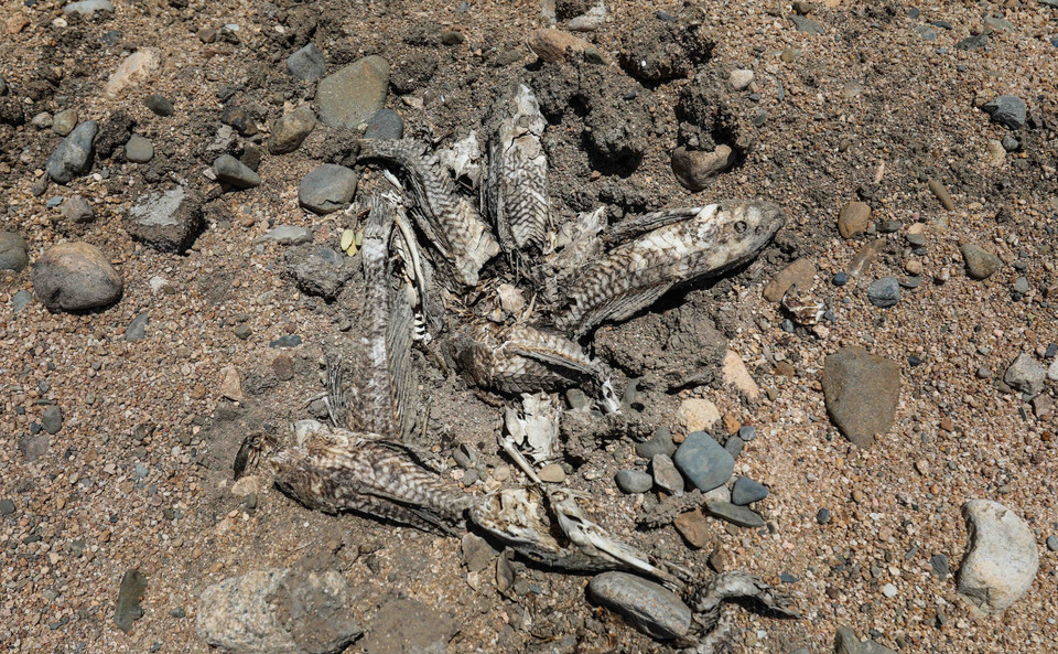 Những con cá chết khô giữa dòng sông Lu, huyện Thuận Nam do hạn hán kéo dài. (Ảnh: TTXVN)