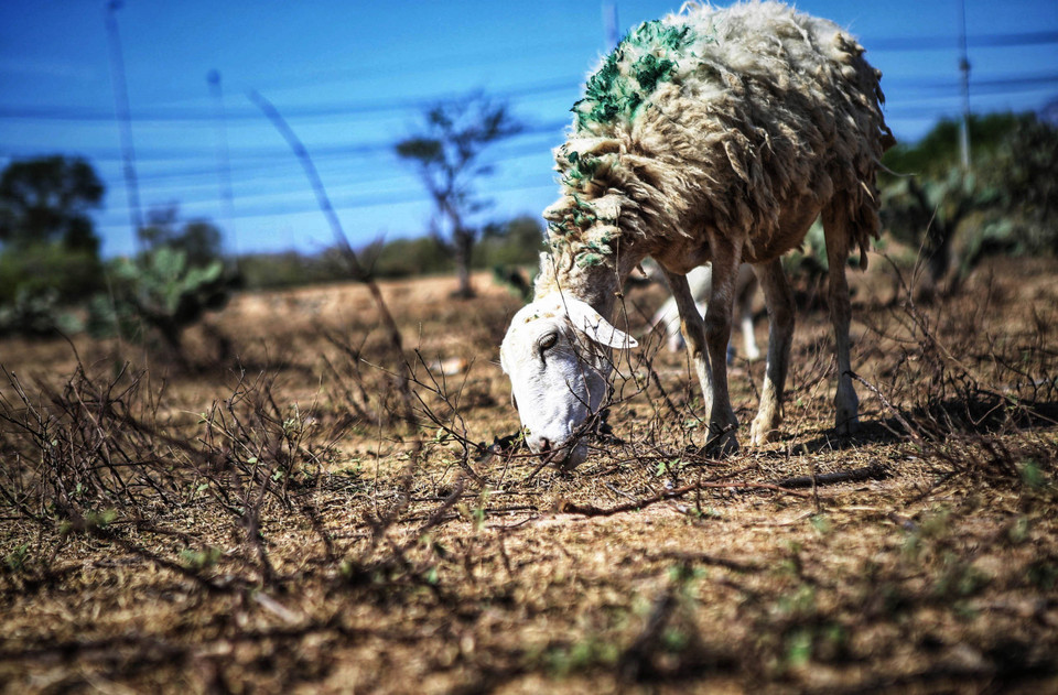Đàn cừu được chăn thả tìm kiếm thức ăn là những cây cỏ chết khô, xương rồng... còn lại trên các cánh đồng khát cháy của huyện Thuận Nam. (Ảnh: TTXVN)