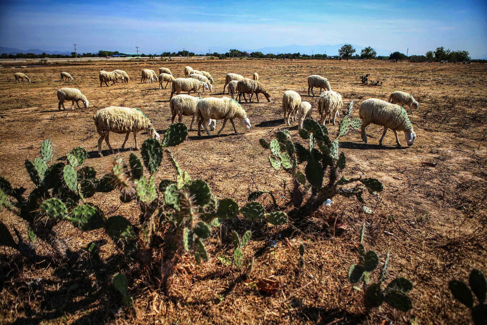 Đàn cừu được chăn thả tìm kiếm thức ăn là những cây cỏ chết khô, xương rồng... còn lại trên các cánh đồng khát cháy của huyện Thuận Nam. (Ảnh: TTXVN)