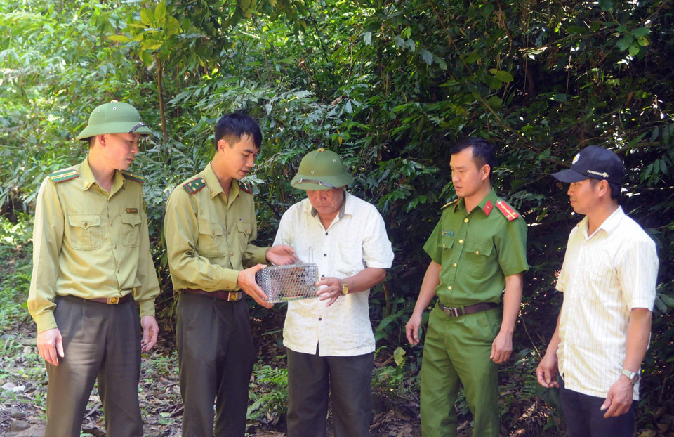 Cán bộ Hạt Kiểm lâm huyện Phù Yên phối hợp với chính quyền xã Gia Phù tổ chức thả cá thể cu li về với tự nhiện. (Ảnh: Quang Quyết/TTXVN)