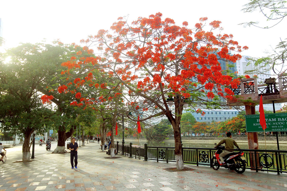 Vào dịp tháng Năm về, mọi ngả đường thành phố Hải Phòng lại rợp trời hoa phượng nở. (Ảnh: An Đăng/TTXVN)