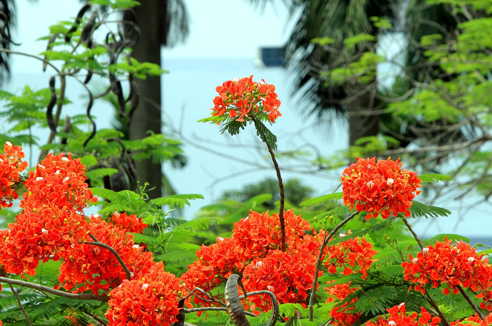 Vào dịp tháng Năm về, mọi ngả đường thành phố Hải Phòng lại rợp trời hoa phượng nở. (Ảnh: An Đăng/TTXVN)