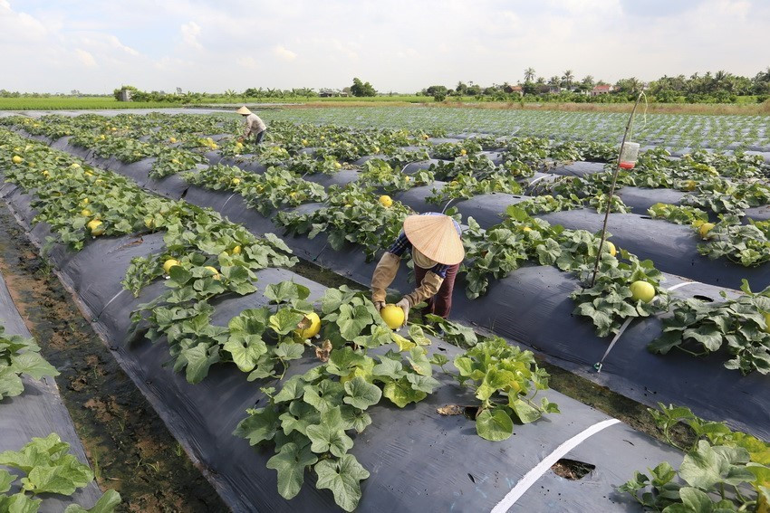 Chuyển đổi cơ cấu cây trồng, tăng năng suất, chất lượng, hiệu quả ở thôn Giang Châu, xã Đại Thắng, huyện Tiên Lãng. (Ảnh: Vũ Sinh/TTXVN)