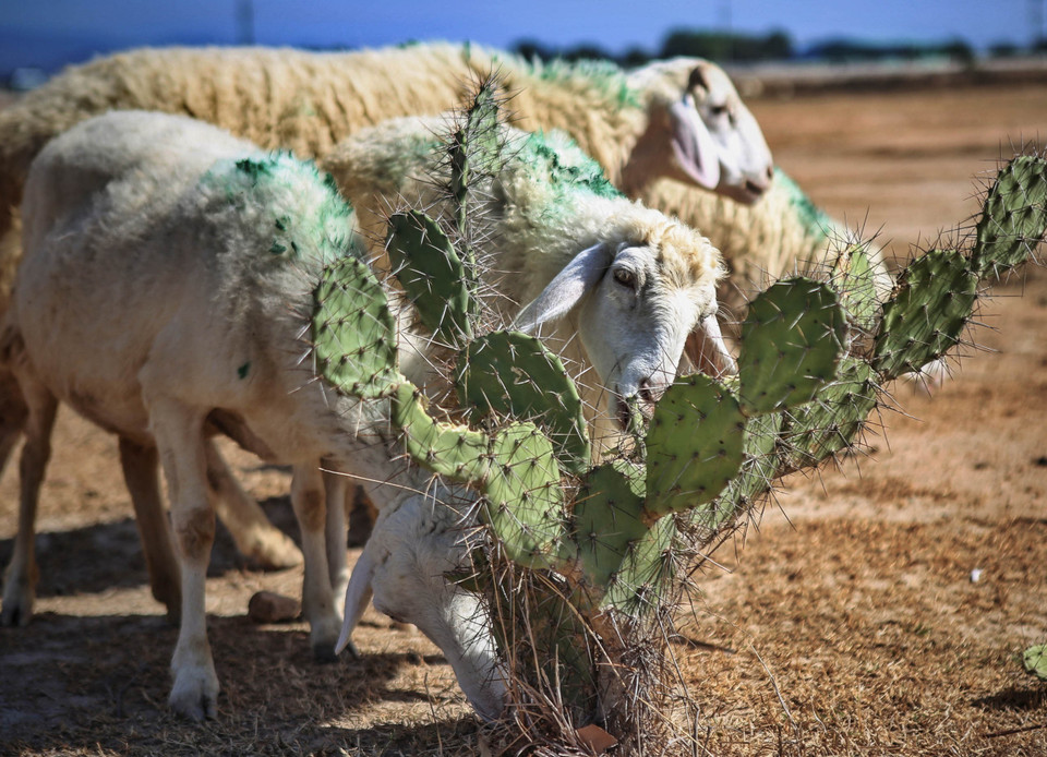 Đàn cừu được chăn thả tìm kiếm thức ăn là những cây cỏ chết khô, xương rồng... còn lại trên các cánh đồng khát cháy của huyện Thuận Nam. (Ảnh: TTXVN)