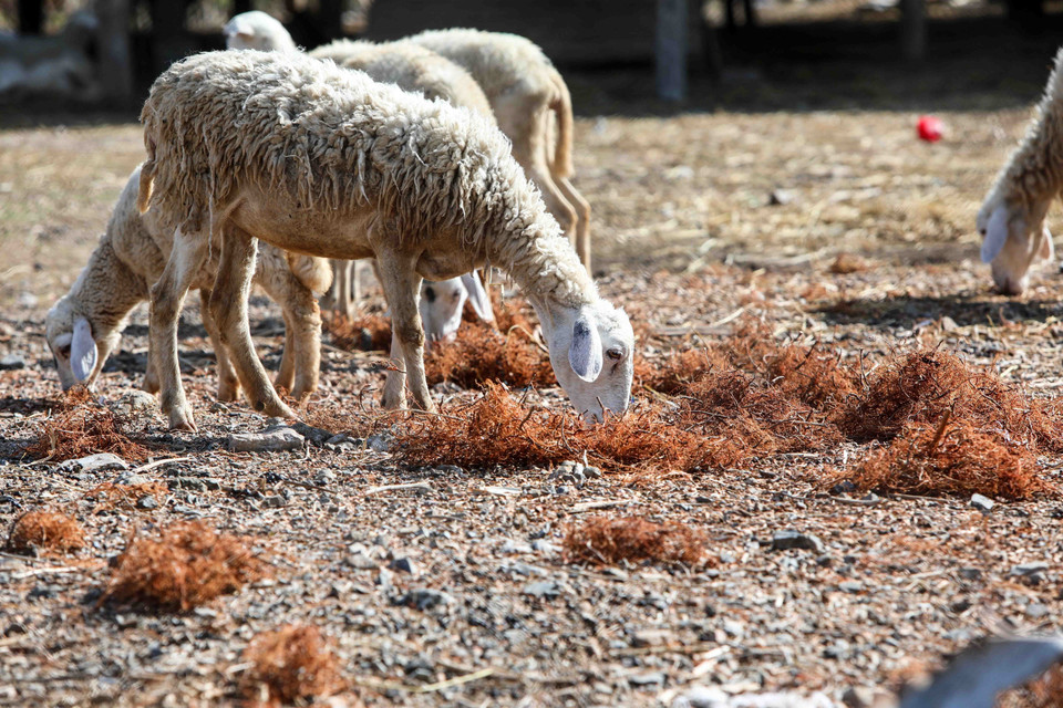 Đàn cừu được chăn thả tìm kiếm thức ăn là những cây cỏ chết khô còn lại trên các cánh đồng khát cháy của huyện Bắc Ái. (Ảnh: TTXVN)