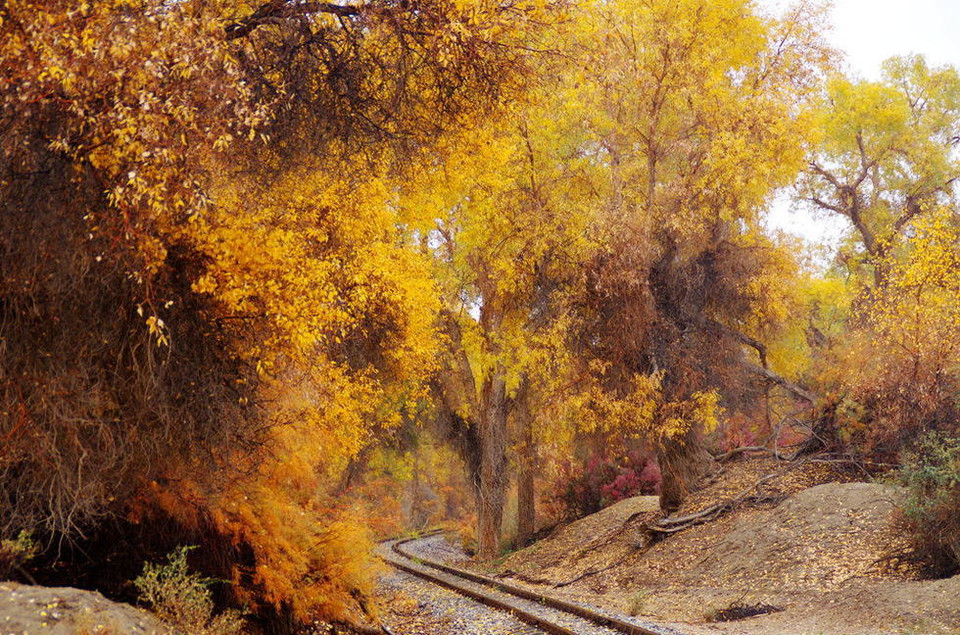 Tầng tầng lớp lớp những cây bạch dương nhuộm màu vàng ruộm khiến bao người mê đắm. (Nguồn: QQ)