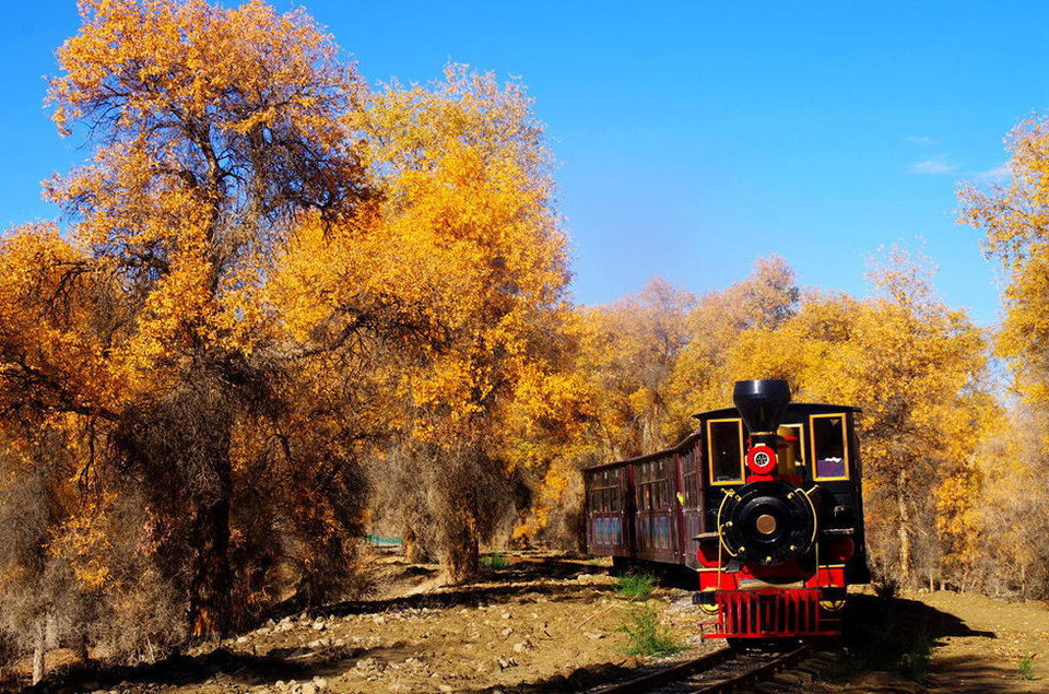 Diện tích bạch dương ở Tân Cương chiếm 91% của cả Trung Quốc, trong đó, lòng chảo Tarim lại là nơi có khu rừng bạch dương lớn nhất trên thế giới. (Nguồn: QQ)