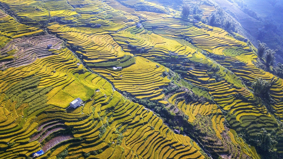 Sắc vàng trên các sóng lúa trập trùng, xen kẽ là những nếp nhà lợp gỗ. (Ảnh: Thành Đạt/TTXVN)