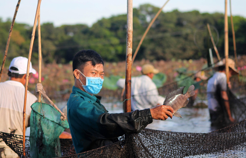 Tại đây, hằng năm thường được tổ chức hội 'Phá trằm' bắt cá sau khi lượng nước trong hồ được xả đi để đón mùa mưa lũ mới. (Ảnh: Hồ Cầu/TTXVN)