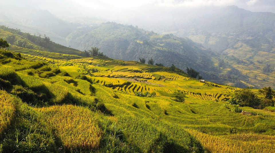 Thời điểm để ngắm mùa lúa chín Y Tý là vào hai tuần đầu tháng Chín. (Ảnh: Thành Đạt/TTXVN)