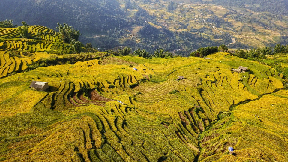 Những 'sóng lúa' từ sườn thung lũng xuống chân núi tạo nên bức tranh nên thơ. (Ảnh: Thành Đạt/TTXVN)