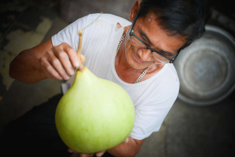 Những quả bầu đủ tiêu chuẩn để làm đàn phải được chọn giống, trồng, chăm sóc, sau đó lựa những quả to, đẹp và để đến khi bầu già mới thu hoạch. (Ảnh: Việt Sơn/TTXVN)