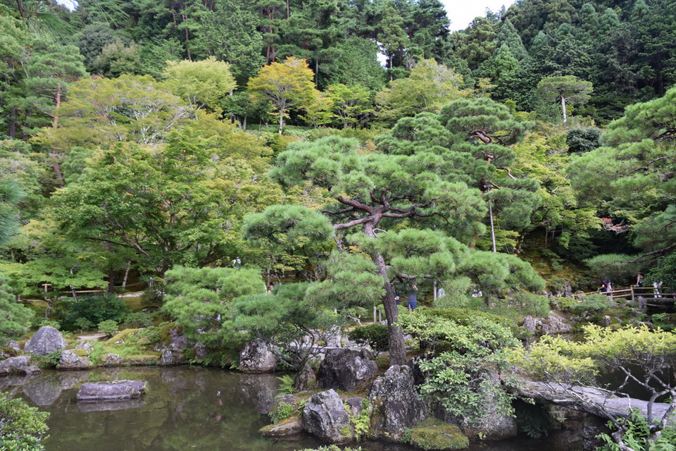 Những hàng cây tùng phủ xanh khuôn viên chùa Bạc. (Ảnh: Nguyễn Tuyến/Vietnam+)