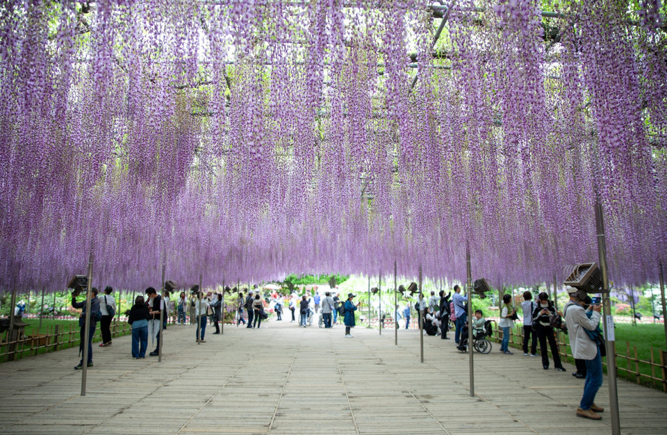 Công viên Ashikaga (tỉnh Tochigi, phía Bắc thủ đô Tokyo) được biết là nơi có vườn hoa tử đằng lớn nhất Nhật Bản, trong đó có 3 gốc tử đằng cổ thụ với tán hoa trải rộng hàng trăm mét vuông. (Ảnh: Xuân Giao/TTXVN)