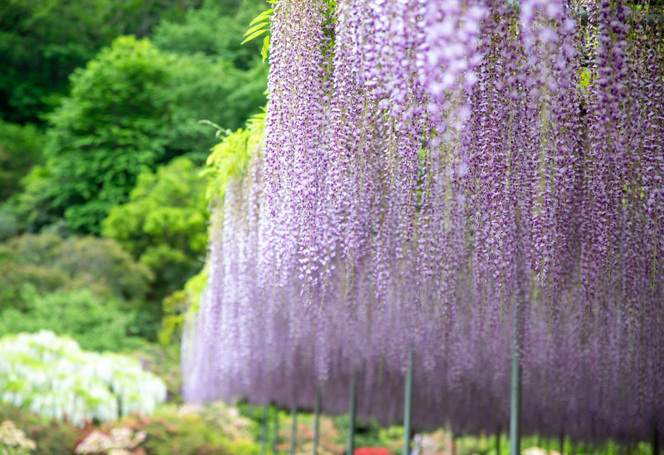 Hoa tử đằng nở rộ rủ xuống như dòng suối tại công viên Ashikaga. (Ảnh: Xuân Giao/TTXVN)