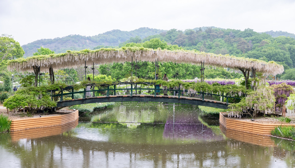 Cây cầu hoa tử đằng tại công viên Ashikaga. (Ảnh: Xuân Giao/TTXVN)